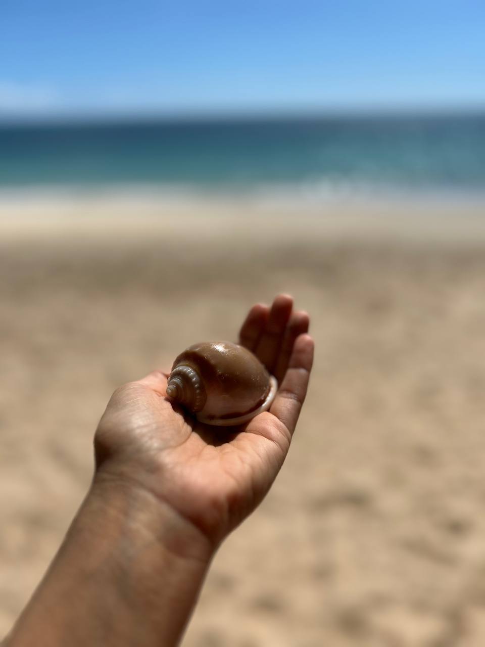Muschel am Strand